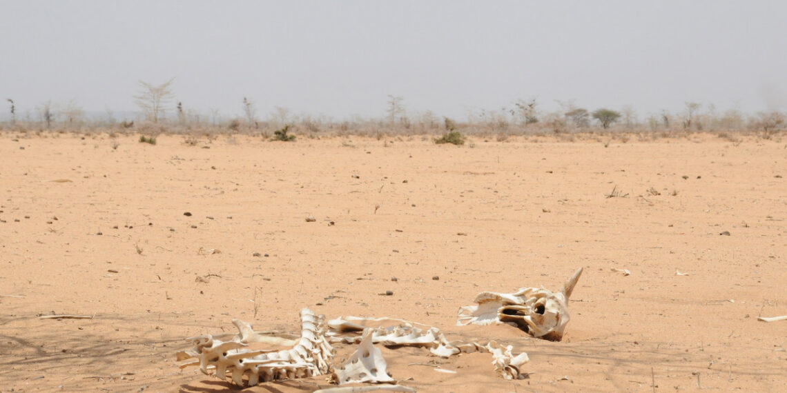 Soomaaliya oo wajahaysa abaar aad u daran