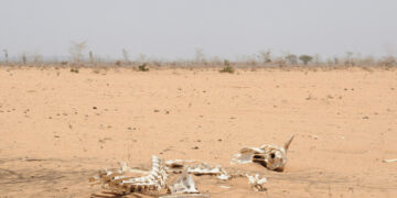 Soomaaliya oo wajahaysa abaar aad u daran